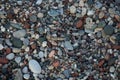 Sphingonotus caerulans is found on a Mediterranean beach on rocks in September. Pefkos or Pefki, Rhodes Island, Greece