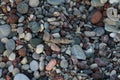 Sphingonotus caerulans is found on a Mediterranean beach on rocks in September. Pefkos or Pefki, Rhodes Island, Greece