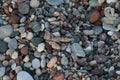 Sphingonotus caerulans is found on a Mediterranean beach on rocks in September. Pefkos or Pefki, Rhodes Island, Greece