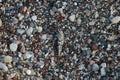 Sphingonotus caerulans is found on a Mediterranean beach on rocks in September. Pefkos or Pefki, Rhodes Island, Greece