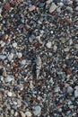 Sphingonotus caerulans is found on a Mediterranean beach on rocks in September. Pefkos or Pefki, Rhodes Island, Greece