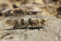 Sphingonotus caerulans is a large locust in the Mediterranean area