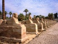 Sphinx alley in Luxor. Statue of pharaoh. Royalty Free Stock Photo