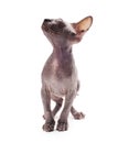 Sphinx bald cat Royalty Free Stock Photo