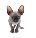 Sphinx bald cat Royalty Free Stock Photo
