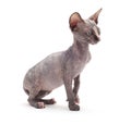 Sphinx bald cat Royalty Free Stock Photo