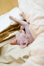 Sphinx cat Royalty Free Stock Photo