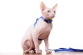 Sphinx cat with blue leash. Goods for pets. Veterinary pharmacy. Vet clinic. Cat portrait. Sphinx cute animal.