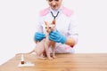 Sphinx cat at doc, examines pet with stethoscope in veterinary clinic, white background. Cat has caught a cold and needs Royalty Free Stock Photo