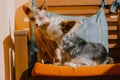 Sphinx cat and little dog on sofa Bald Sphynx, Yorkshire Terrier puppy pets kiss Royalty Free Stock Photo