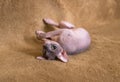 Sphinx cat playing Royalty Free Stock Photo