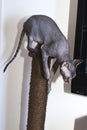 Sphinx cat is in the position to jump off a pole.