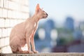 Sphinx cat sitting in the sunshine on rail of balcony Royalty Free Stock Photo