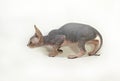 Sphinx cat on white background