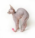 Sphinx cat on white background