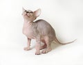 Sphinx cat on white background