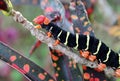Sphinx caterpillar feeding in Rainforest