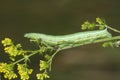 Sphinx caterpillar (Macroglossum stellatarum) Royalty Free Stock Photo