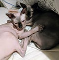 Sphinx cats cuddling