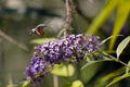 Sphinx of the gallium or sphinx hummingbird Macroglossum stellatarum sucking the nectar of the flowers of a Buddleia - Buddleja