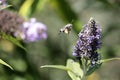 Sphinx of the gallium or sphinx hummingbird Macroglossum stellatarum sucking the nectar of the flowers of a Buddleia - Buddleja