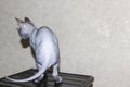 Sphinx gray cat spins and plays on a dark stool. Beautiful hairless Sphynx gray kitten moves and jump. Back view of cat Royalty Free Stock Photo