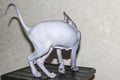 Sphinx gray cat spins and plays on a dark stool. Beautiful hairless Sphynx gray kitten moves and jump. Back view of cat Royalty Free Stock Photo