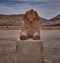 Sphinx of Hatshepsut at the entrance of mortuary Temple of Hatshepsut, Luxor, egypt . Royalty Free Stock Photo