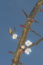 Sphinx hummingbird on apricot blossom