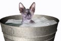 Sphinx indoors in a metal wash basin with soap and water, composite photo, bald cat, hairless cat, naked cat, white