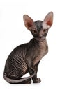 Sphinx kitten black color sits isolated on white