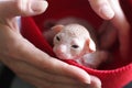 Sphinx kitten in red cap