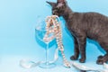 A Sphinx kitten sits next to a wine glass containing pink vintage beads Royalty Free Stock Photo