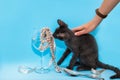 A Sphinx kitten sits next to a wine glass containing pink vintage beads, a woman`s hand stroking a kitten Royalty Free Stock Photo