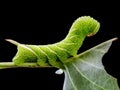 Sphinx ligustri caterpillar on leaf