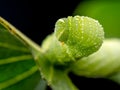 Sphinx ligustri caterpillar on leaf