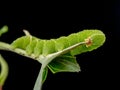 Sphinx ligustri caterpillar on leaf