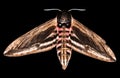 Sphinx ligustri hawk-moth