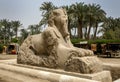 The Sphinx of Memphis at Memphis in Egypt.