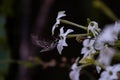 Sphinx moth Agrinus convolvuli on the queen of the night Nicotiana Sylvestris Royalty Free Stock Photo