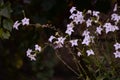 Sphinx moth Agrinus convolvuli on the queen of the night Nicotiana Sylvestris Royalty Free Stock Photo