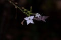 Sphinx moth Agrinus convolvuli on the queen of the night Nicotiana Sylvestris Royalty Free Stock Photo