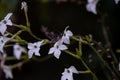 Sphinx moth Agrinus convolvuli on the queen of the night Nicotiana Sylvestris Royalty Free Stock Photo