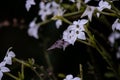 Sphinx moth Agrinus convolvuli on the queen of the night Nicotiana Sylvestris Royalty Free Stock Photo