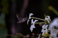 Sphinx moth Agrinus convolvuli on the queen of the night Nicotiana Sylvestris Royalty Free Stock Photo