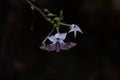 Sphinx moth Agrinus convolvuli on the queen of the night Nicotiana Sylvestris Royalty Free Stock Photo