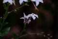 Sphinx moth Agrinus convolvuli on the queen of the night Nicotiana Sylvestris Royalty Free Stock Photo