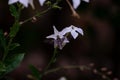 Sphinx moth Agrinus convolvuli on the queen of the night Nicotiana Sylvestris Royalty Free Stock Photo