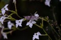 Sphinx moth Agrinus convolvuli on the queen of the night Nicotiana Sylvestris Royalty Free Stock Photo