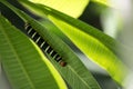 Sphinx Moth CaterPillar With Bold Stripes and Red Head on Plumeria Leaf